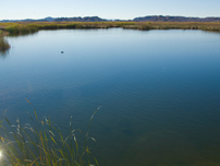 View of Pond 1 at Imperial Ponds Conservation Area - Photo by Reclamation