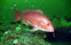 Red snapper in Gray's Reef National Marine Sanctuary.