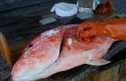  Removing a red snapper otolith (ear bone). Scientists determine the age of snapper by counting annual growth rings on their otoliths, similar to counting growth rings in trees.