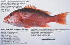 Whole red snapper. Photo credit: U.S. Food and Drug Administration