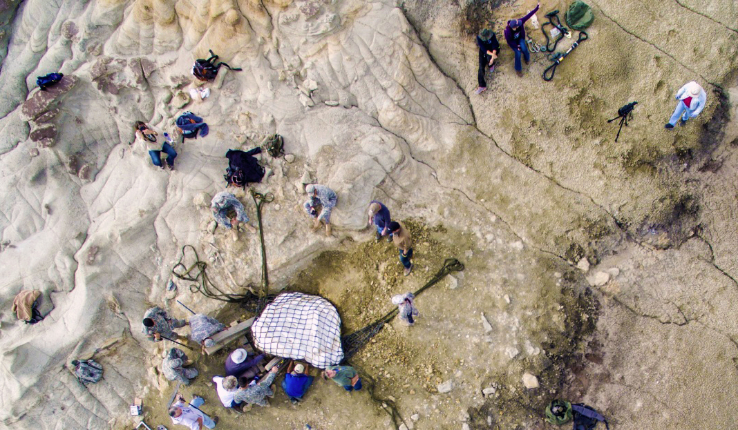 The skeletal remains of a Pentaceratops is prepared for airlift from the Bisti/De-Na-Zin Wilderness Area. The BLM partnered with the National Guard to transport the fossils to the New Mexico Museum of Natural History and Science.