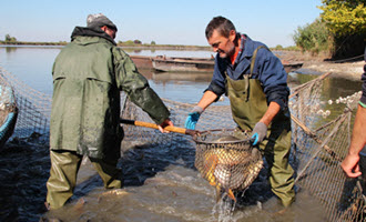 Two men lifting dip net full of fish