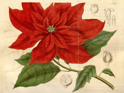 poinsettia engraving