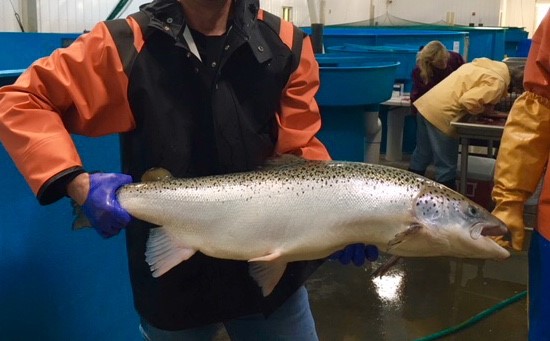 National Cold Water Marine Aquaculture Center - Franklin Maine