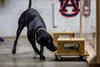 A black dog sniffs a wooden box.