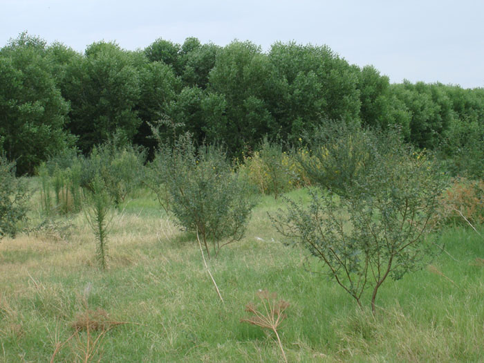 Palo Verde Ecological Reserve - Photo by Reclamation