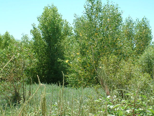 Palo Verde Ecological Reserve - Photo by Reclamation