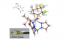 Site Specific Deuteration of a Cyclohexene Complex