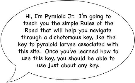 Comic strip quote bubble saying, 'Hi, I'm Pyraloid Jr. I'm going to teach you the simple Rules of the Road that will help you navigate through a dichotomous key, like the key to pyraloid larvae associated with this site. Once you've learned how to use this key, you should be able to use just about any key.' 