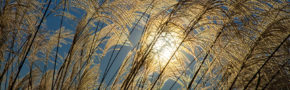 Miscanthus grasses. (Roy Kaltschmidt/Berkeley Lab)