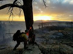 Wildland Fire Fighter 