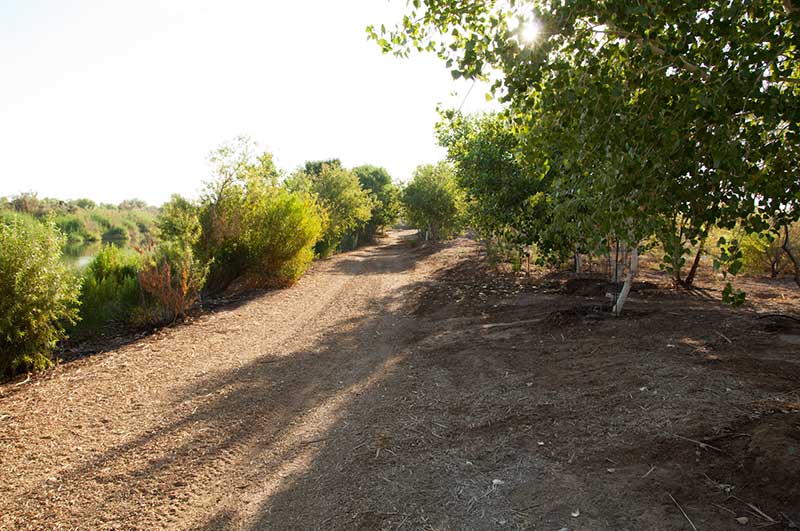 LCR MSCP Yuma East Wetlands - Photo by Reclamation