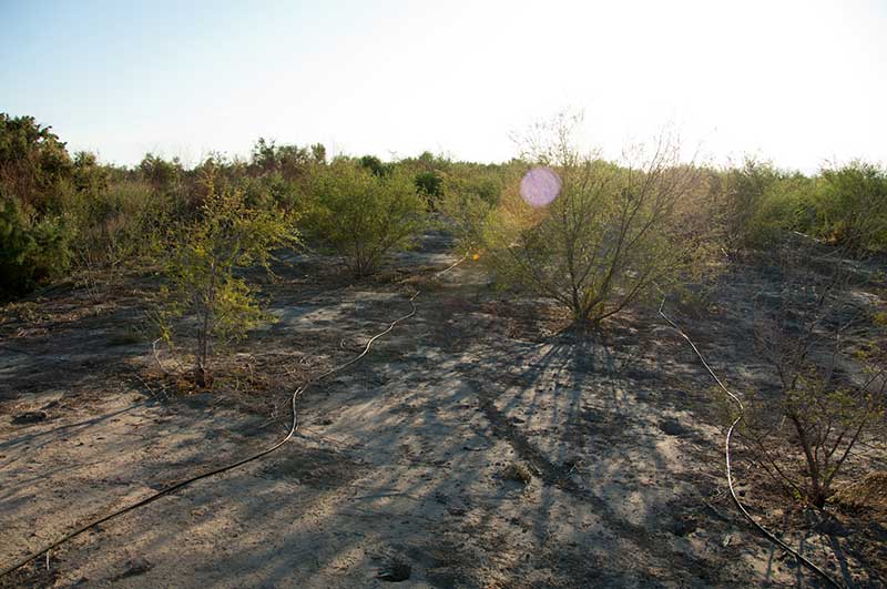 LCR MSCP Yuma East Wetlands - Photo by Reclamation