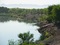 Yuma East Wetlands view up river along the South Channel bankline - Photo by Reclamation