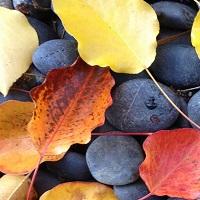 Blueberries among fall leaves of yellow and orange