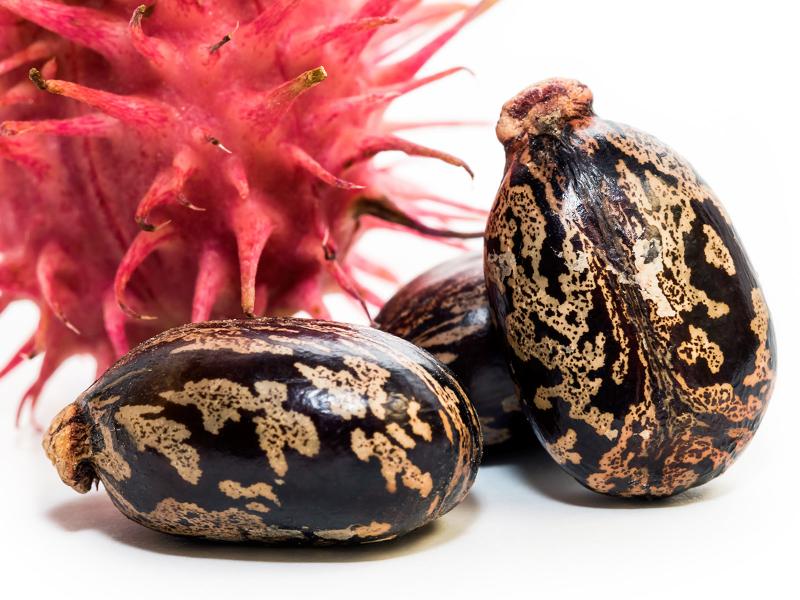 Castor beans and their seedpod