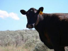 Grazing on public lands