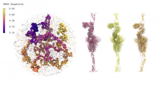 The latent space learned by the AI model provides a means to understand the conformational changes in the spike protein complex with the ACE2 receptor. (Image produced by Anda Trifan, Argonne/University of Illinois at Urbana Champaign (UIUC); John Stone, UIUC; Lorenzo Casalino and Rommie Amaro, University of California San Diego; Alex Brace and Arvind Ramanathan, Argonne.)