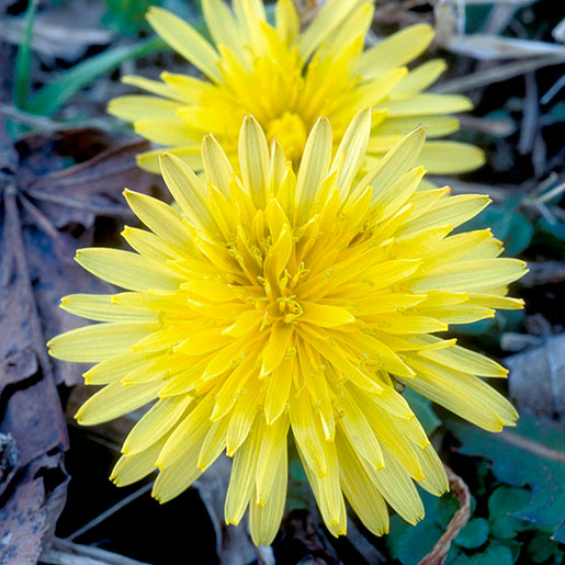 Dandelion flower