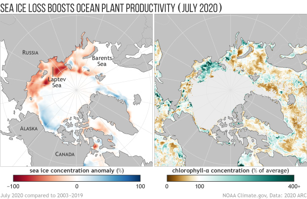 Side by side maps of July 2020 sea ice anomalies and ocean plant productivity