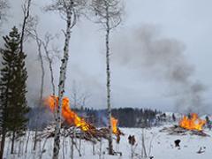 Three slash piles of wood burn yellow and orange in an open grove on a snowy day.
