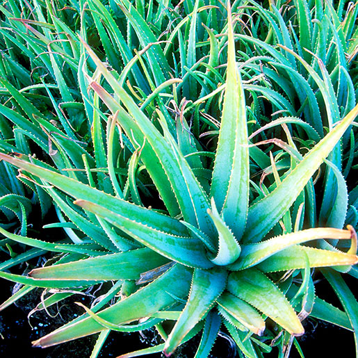 Aloe Vera