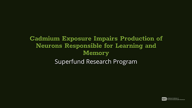 Cadmium Exposure Impairs Production of Neurons in 