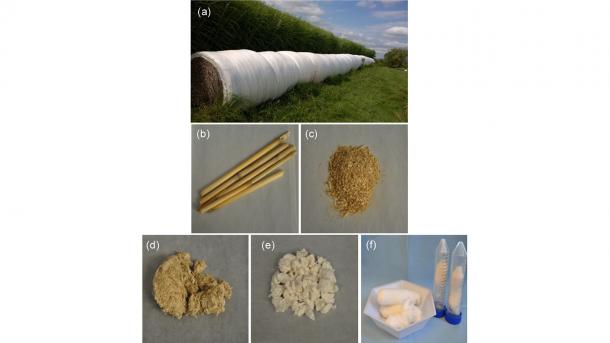 Harvested bails of MxG on an MxG plantation (picture taken at Aloterra Energy, Conneaut, Ohio), (b) MxG stalks, (c) ground-up stalk, (d) after NaOH wash, (e) after bleaching, and (f) after hydrolysis with 1 M HCl.