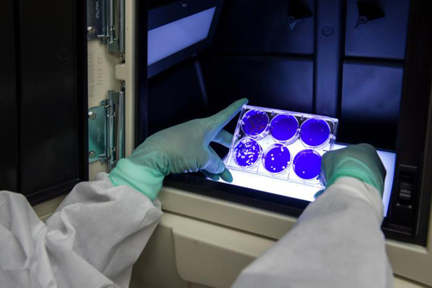 Image of Scientist Examining Petri Dish