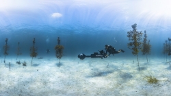 Ocean acidification has been shown to impact the growth of corals and contribute to dissolution of reefs. NOAA and partner scientists are working to restore and regrow corals in this coral reef nursery in the NOAA Florida Keys National Marine Sanctuary.  This diver from XL Catlin SeaView Survey team is collecting 360-degree imagery for virtual reality displays of the nursery.