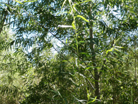 Fremont Cottonwood - Photo by Reclamation