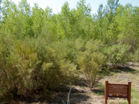 Nature Trail on Cibola NWR Unit #1 - Photo by Reclamation