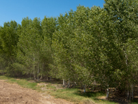 Mass-transplanted cottonwood trees on Cibola NWR Unit #1 - Photo by Reclamation