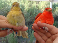 Summer Tanager Pair