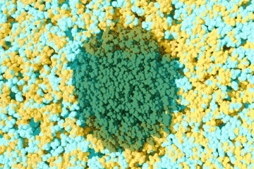 An organic solvent, shown in yellow, and water, shown in blue, separate and form nanoclusters on the hydrophobic and hydrophilic sections of green-colored plant material, driving the efficient deconstruction of biomass. Credit: Michelle Lehman/ORNL, U.S. Dept. of Energy