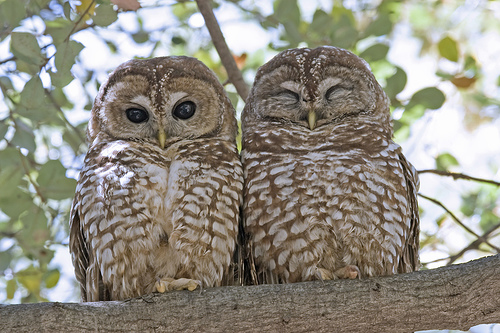 Mexican Spotted Owl