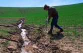 U.S. Department of Agriculture (USDA) Agricultural Research Service scientist examines the severe soil erosion in a wheat field near Washington State University, Washington