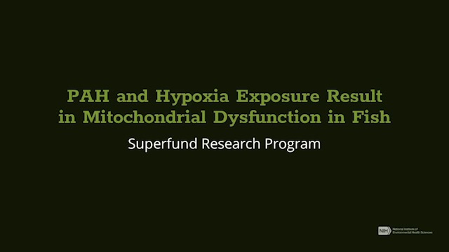 PAH and Hypoxia Exposure Result in Mitochondrial Dysfunction in Fish