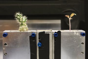 A prepared soil system featuring a cactus and a tomato plant ready for study with the IMAGING beamline at ORNL’s High Flux Isotope Reactor. (Image credit: ORNL/ Genevieve Martin)