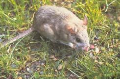 Neotoma cinerea, the bushy-tailed woodrat sitting on den