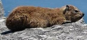 Rock Hyrax (Procavia capensis)