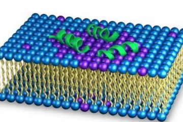 Neutron scattering allowed direct observation of how aurein induces lateral segregation in the bacteria membranes, which creates instability in the membrane structure. This instability causes the membranes to fail, making harmful bacteria less effective. Reprinted with permission from “Effect of an Antimicrobial Peptide on Lateral Segregation of Lipids, a Structure and Dynamics Study by Neutron Scattering,” Veerendra Kumar Sharma and Shuo Qian. Langmuir. Copyright 2019. American Chemical Society.