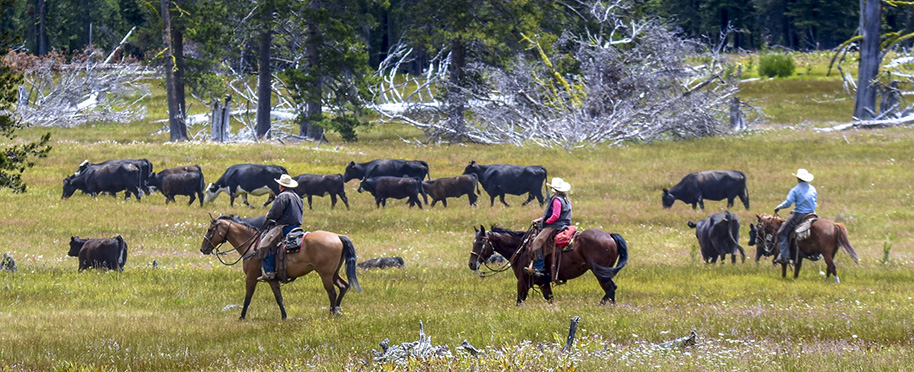 Three ranchers riding hourseback herd a small group of cattle in a pasture.