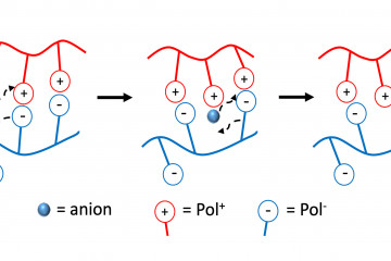 Extended Anharmonic Collapse of Phonon Dispersions in SnS