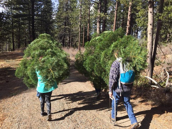 Preview photo of Boise National Forest Christmas Tree Permit