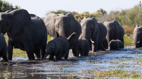 The Disney+ documentary &#39;Elephant&#39; is narrated by Meghan Markle, The Duchess of Sussex