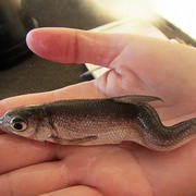 Sacramento splittail showing spinal deformities traced to exposure to selenium.