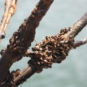 Quagga mussels attached to branch retrieved from Lake Mead.