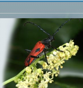 Valley elderberry longhorn beetle