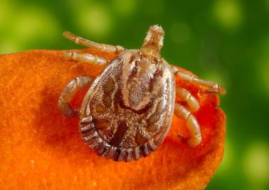 Dorsal view of a male cayenne tick, Amblyomma cajennense